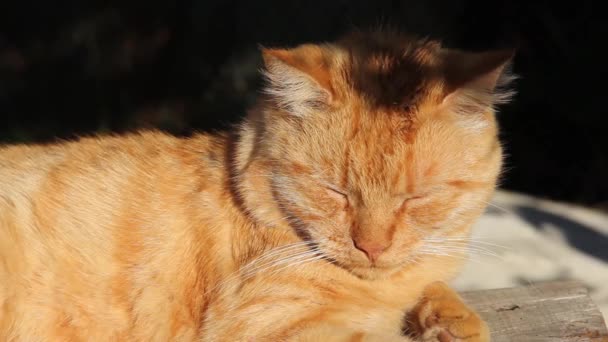 Vacker Ingefära Katt Ligger Gatan Katten Solar Sig Solen — Stockvideo