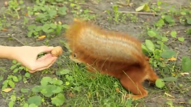 Eichhörnchen Läuft Park Eichhörnchen Und Hand Mit Einer Nuss — Stockvideo