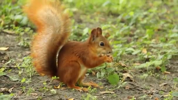 Eichhörnchen Frisst Park Eine Nuss — Stockvideo