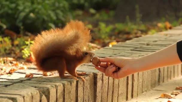 Écureuil Prend Une Noix Ses Mains Écureuil Prend Une Noix — Video