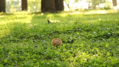 Parkta koşan sincap.