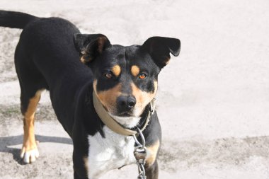 Güzel bir köpek kameraya bakar. Sokaktaki köpek