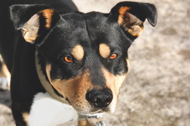 Güzel bir köpek kameraya bakar. Sokaktaki köpek