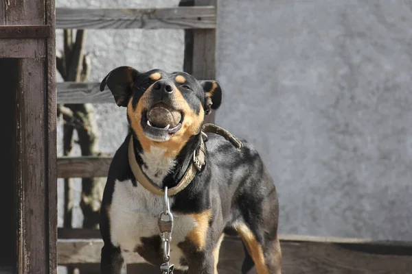 Hunden Leks Med Boll Hund Gatan — Stockfoto