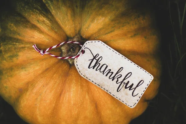 Надпись Благодарный Тыкве День Благодарения — стоковое фото