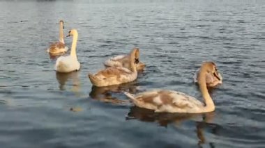 Göldeki kuğular. Bir kuş ailesi. Uçan kuşlar