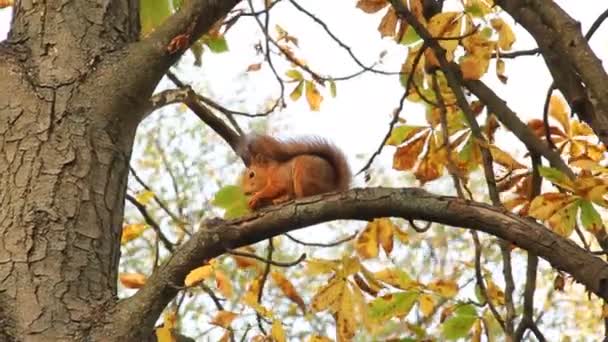 Ardilla Come Una Nuez Árbol Parque Ardillas Otoño — Vídeos de Stock