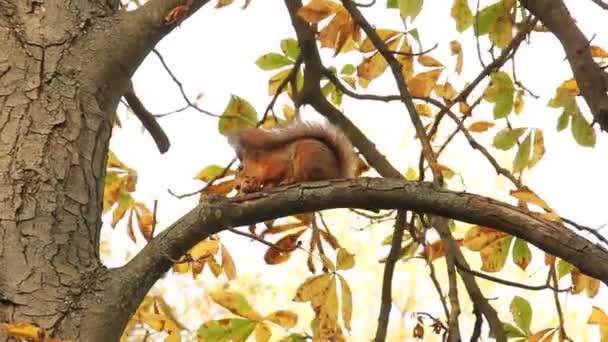 Das Eichhörnchen Frisst Eine Nuss Einem Baum Eichhörnchen Und Herbstpark — Stockvideo