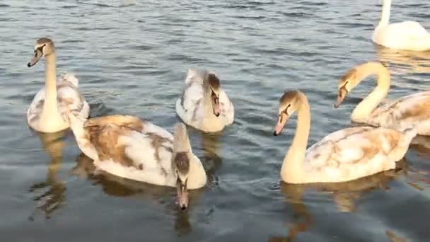 Cisnes Lago Una Familia Pájaros Aves Flotantes — Vídeos de Stock