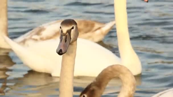Κύκνοι Στη Λίμνη Μια Οικογένεια Πουλιών Επιπλέοντα Πτηνά — Αρχείο Βίντεο
