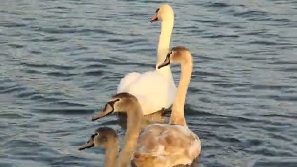 Cisnes Lago Una Familia Pájaros Aves Flotantes — Vídeos de Stock