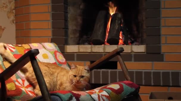 Kot Bujanym Krześle Tle Płonącego Kominka — Wideo stockowe