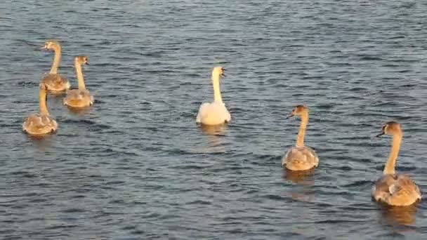 Schwäne See Eine Vogelfamilie Schwimmvögel — Stockvideo