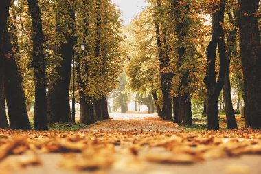 Autumn Park 'ta. Asfaltta sarı yapraklar. Parktaki patika. Alt görünüm