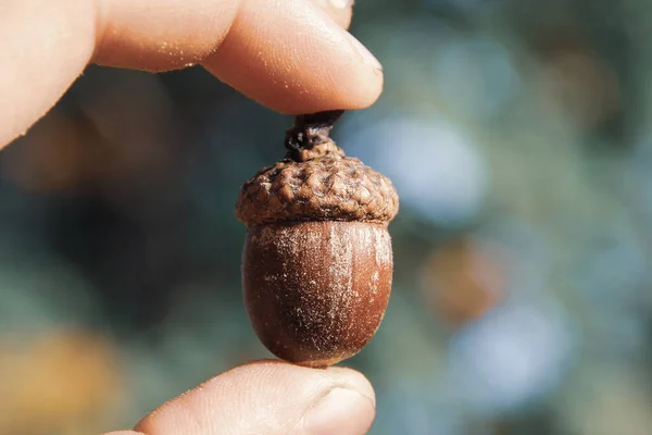 Acorn Mão Perto Belo Outono — Fotografia de Stock