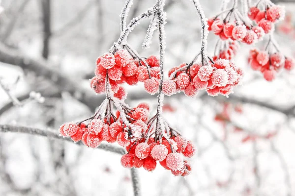 Kar Altında Kışın Donmuş Viburnum Karda Viburnum Var Kar Güzel — Stok fotoğraf