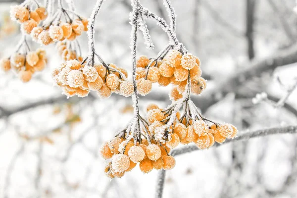 Χειμώνας Κατεψυγμένα Viburnum Κάτω Από Χιόνι Viburnum Στο Χιόνι Πρώτο — Φωτογραφία Αρχείου