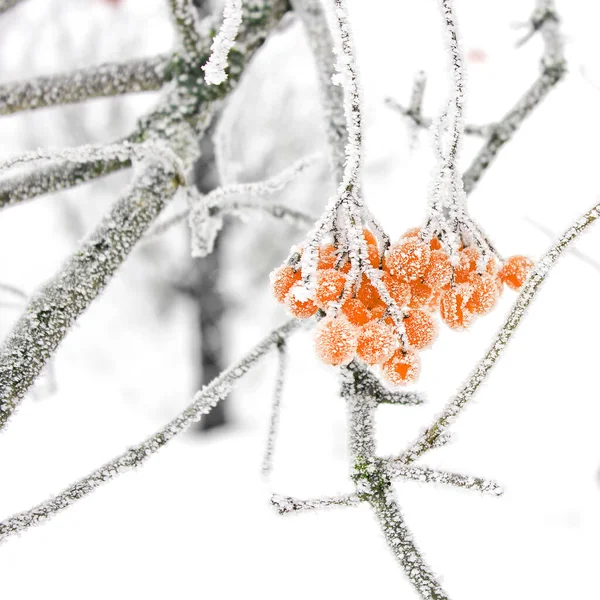Зимний Замороженный Вибурнум Снегом Вибурнум Снегу Первый Снег Прекрасная Зима — стоковое фото