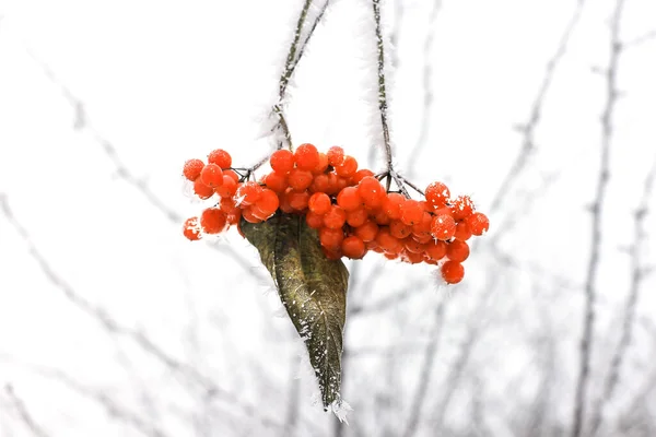 Viburnum Gelé Hiver Sous Neige Viburnum Dans Neige Première Neige — Photo