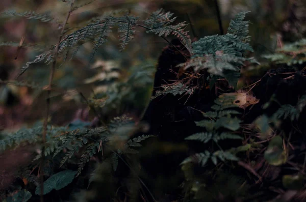 Donker Natuur Het Bos — Stockfoto