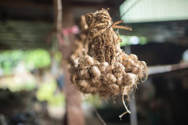 Tay tarzında İpe asılarak tutarak kuru sarımsak