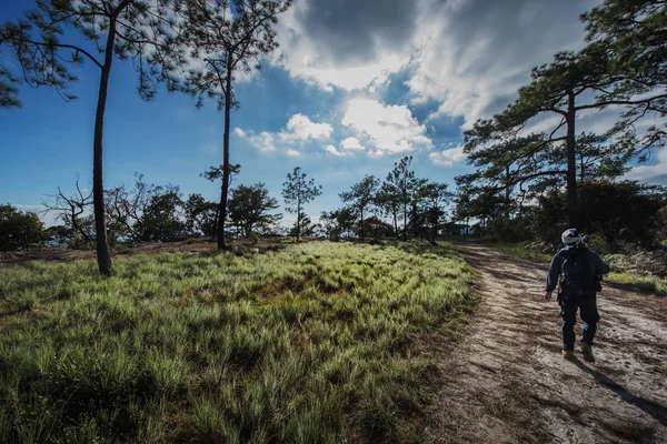 Phukradung, Tayland, Thailand, tropikal çam ormanı içinde yürüyen bir adam