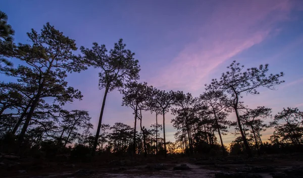 Floresta Tropical Pinheiros Anoitecer Com Céu Crepúsculo — Fotografia de Stock