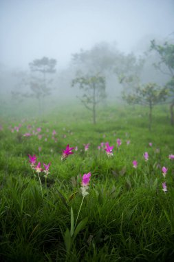 Siam lale alan Sisli sabah, Pa Hin Ngam Milli Parkı, Chaiyaphum, Tayland