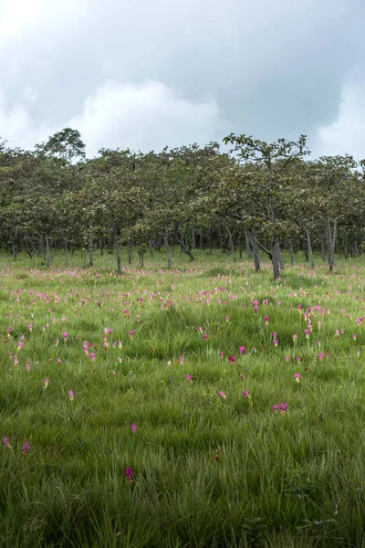 Geç sezon Siam Tulip fileld, Saithong Milli Parkı, Chaiyaphum, Tayland 