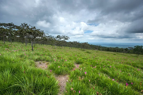 Geç sezon Siam Tulip fileld, Saithong Milli Parkı, Chaiyaphum, Tayland 