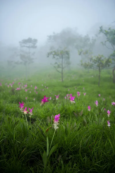 Siam lale alan Sisli sabah, Pa Hin Ngam Milli Parkı, Chaiyaphum, Tayland