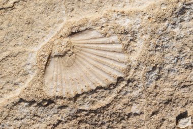 Kayaya gömülü kabuk fosili. Rodalquilar sahilinde, Cabo de Gata. İspanya.