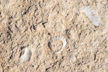Kayaya gömülü kabuk fosilleri. Rodalquilar sahilinde, Cabo de Gata. İspanya.