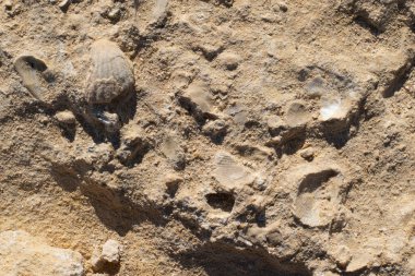 Kayaya gömülü kabuk fosilleri. Rodalquilar sahilinde, Cabo de Gata. İspanya.