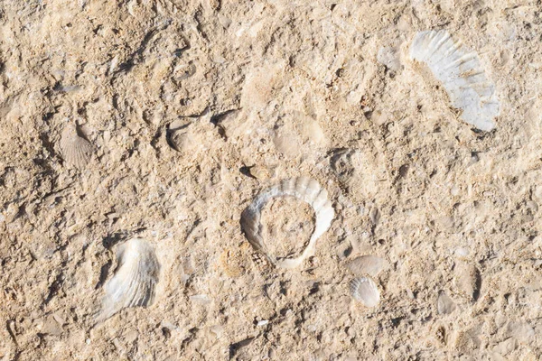Kayaya gömülü kabuk fosilleri. Rodalquilar sahilinde, Cabo de Gata. İspanya.