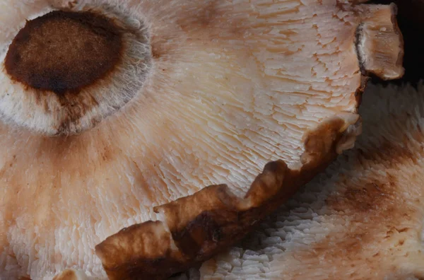 Shiitake Frische Pilztextur Lebensmittelzutat Makro — Stockfoto