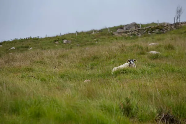Πρόβατα Που Αναπαύεται Στην Κομητεία Κάτω Βόρεια Ιρλανδία — Φωτογραφία Αρχείου
