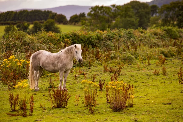 キルケル北アイルランドの近くのフィールドに馬 — ストック写真