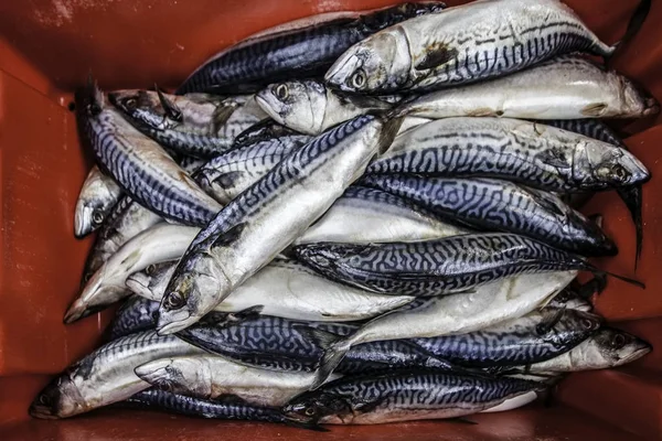 Frisches Makerel Zum Verkauf Auf Dem Saint Georges Market Belfast — Stockfoto