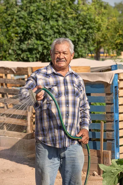 Senior Hispánec Muž Zalévání Hadicí Komunitní Zahradě — Stock fotografie