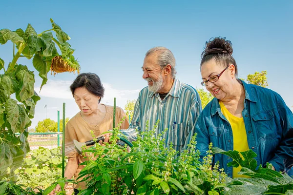 Diverse seniors working together in a community garden