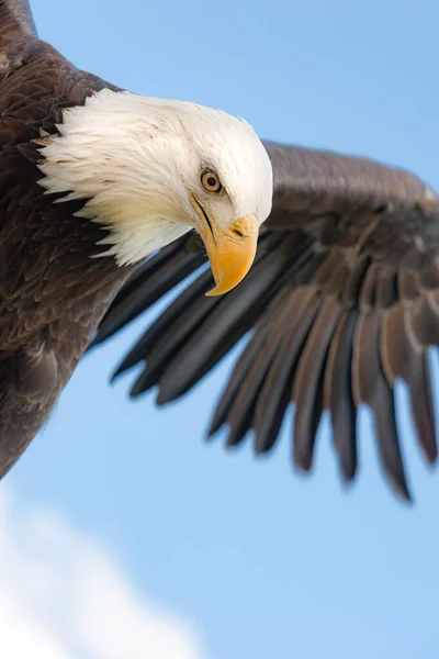 Kale adelaar tijdens de vlucht — Stockfoto