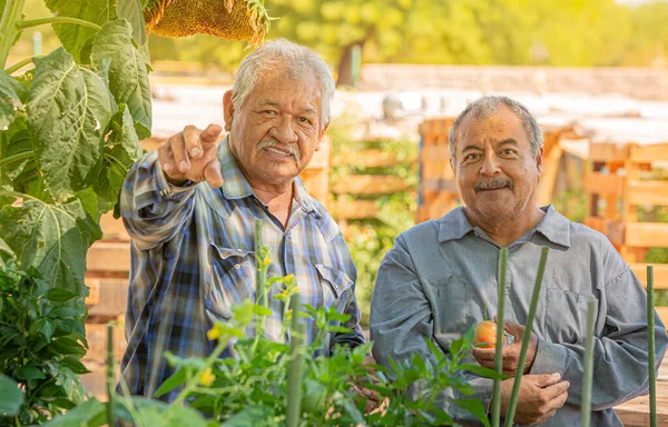 Vrolijke Spaanse mannen met tomaat in een gemeenschappelijke tuin — Stockfoto