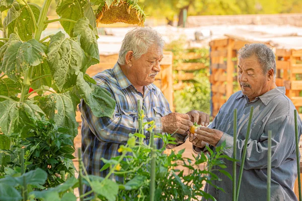 공동 정원에 토마토를 갖고 있는 스페인 남자들 — 스톡 사진