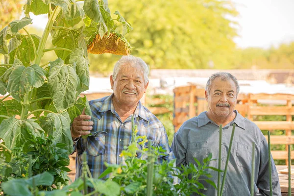 Hombres hispanos en un jardín comunitario —  Fotos de Stock