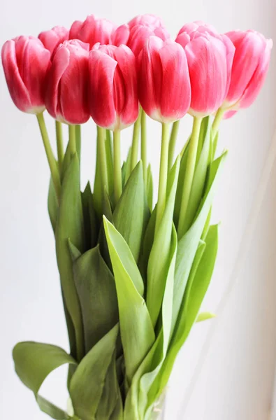 Buquê de tulipas frescas rosa. Cartão de felicitações. Foto moderna . — Fotografia de Stock