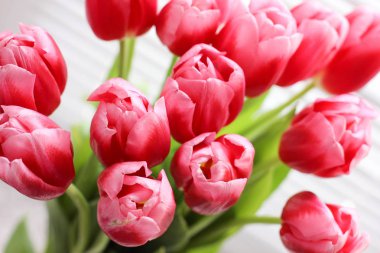 Pembe taze Lale buketi. Tebrik kartı. Modern Fotoğraf.