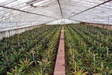 Ananase Agusto Arruda, Sao Miguel Adası, Azores
