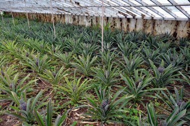 Ananase Agusto Arruda, Sao Miguel Adası, Azores