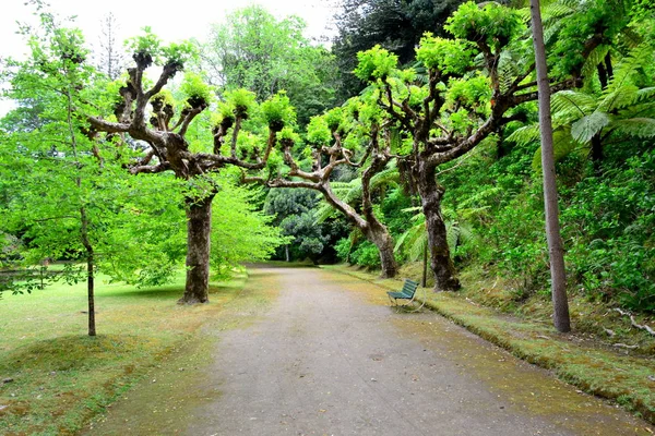 Terra Nostra Botanischer Garten Ofen Azoren Portugal — Stockfoto